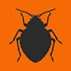 Bed Bug