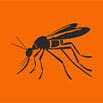 Mosquito