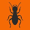 Termite