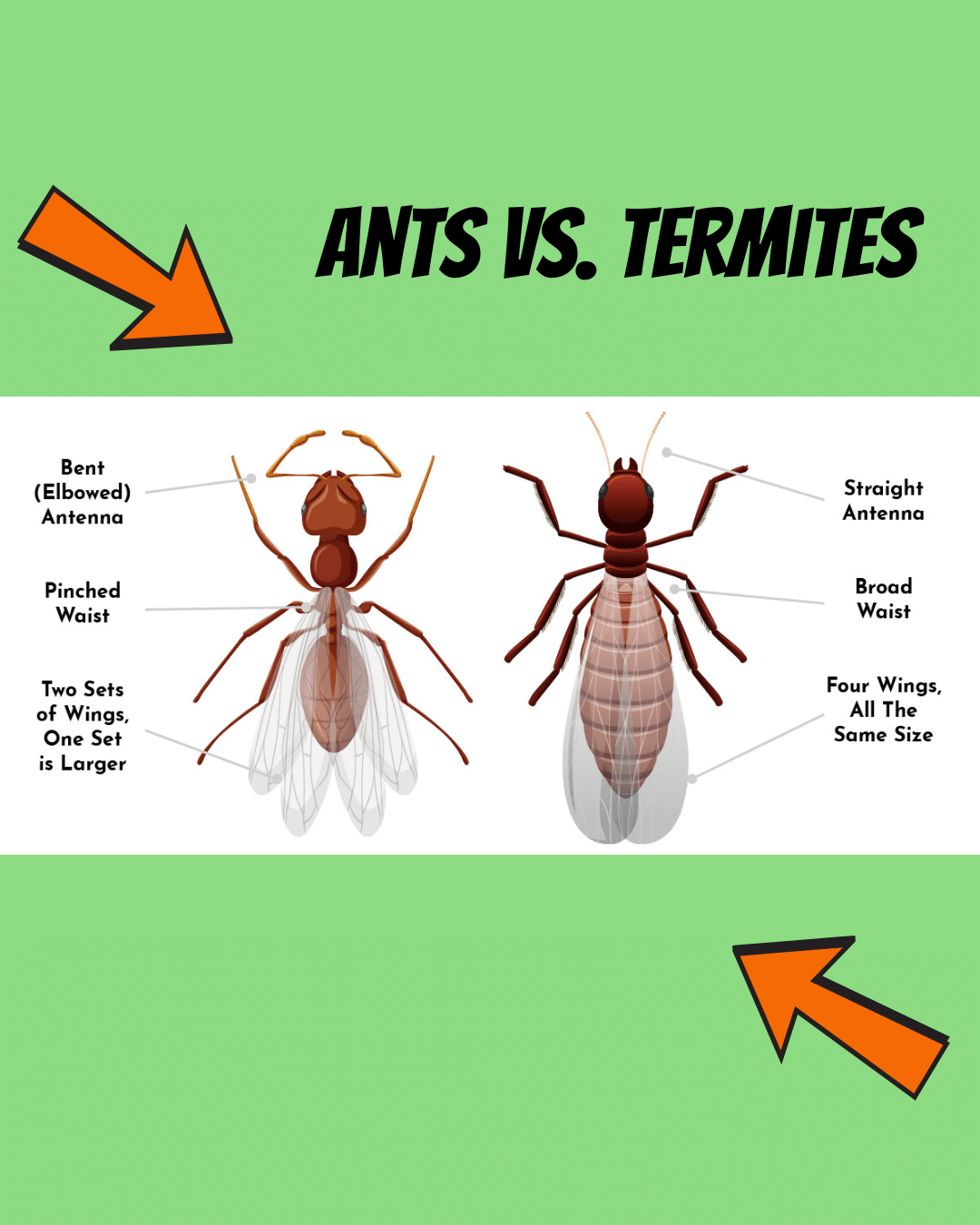 Identifying Termites in Tyler TX