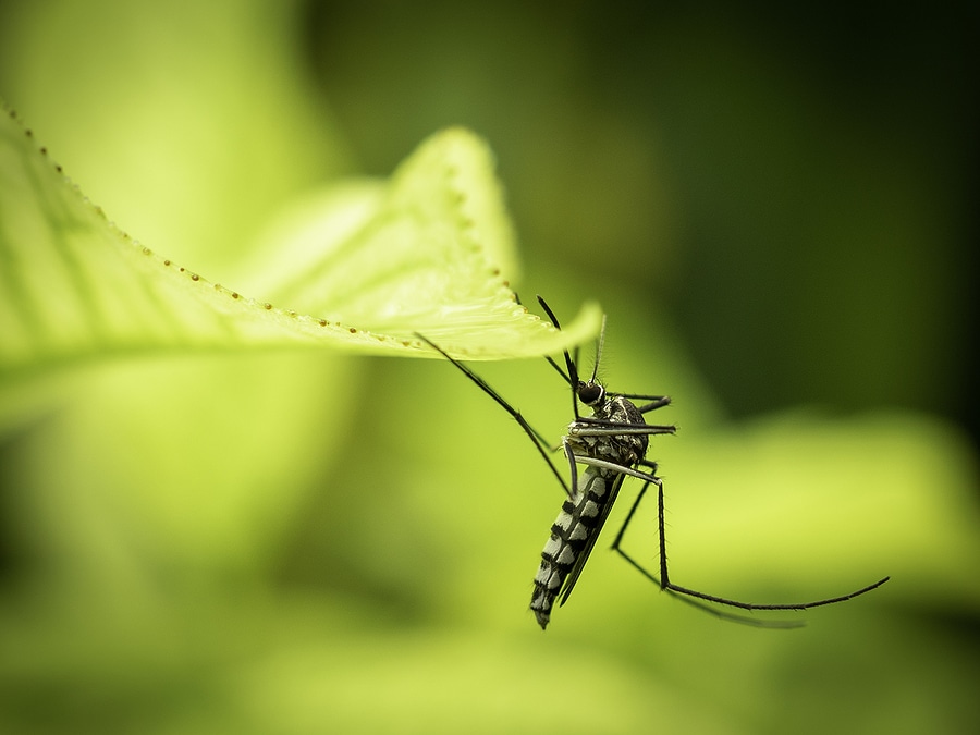 Aedes Mosquito Control Service in Tyler TX