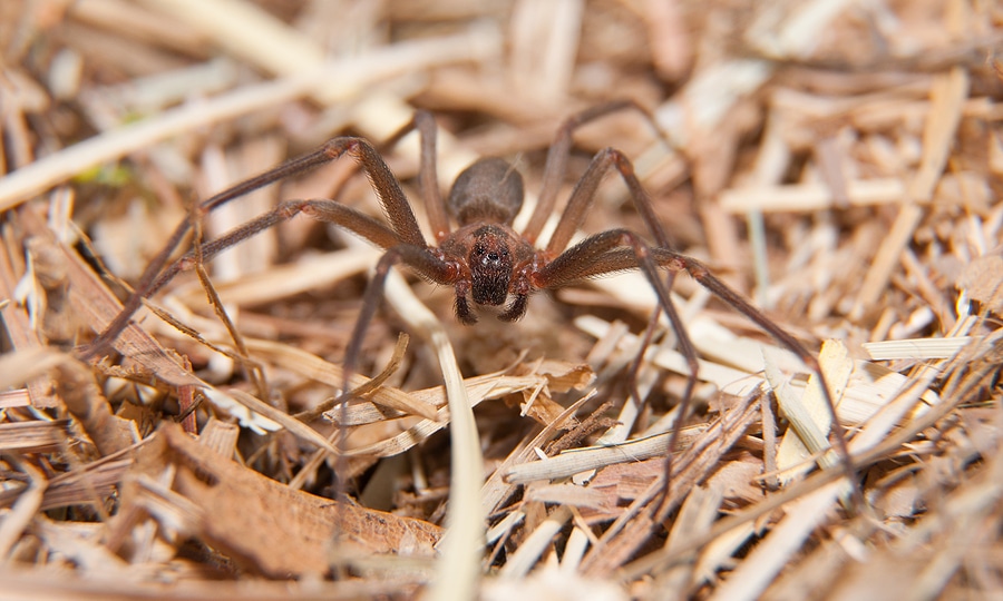Brown Recluse Spider Control Services in Tyler TX
