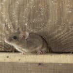 Eastern House Mouse and Rodent Control Services Tyler TX