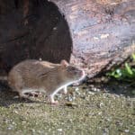 Norway Brown Rat Control Services in Tyler TX