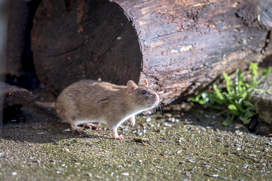 Norway Brown Rat Control Services in Tyler TX