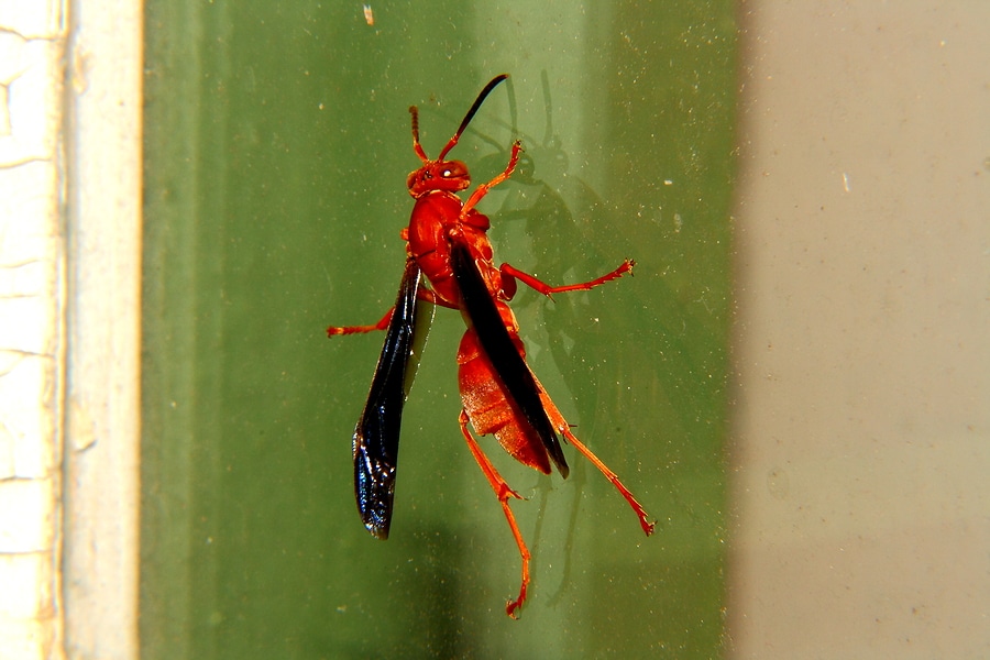Red Wasp Control Services in Tyler TX