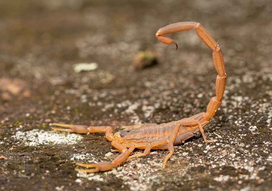 Scorpion Control Services in Tyler TX