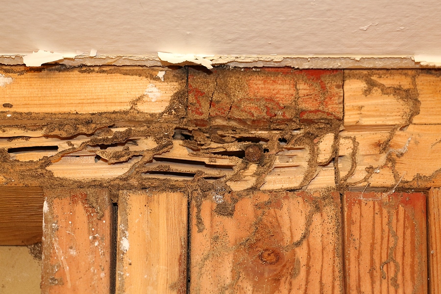 Subterranean Termite Inspections in Tyler TX