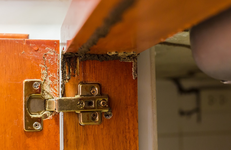 Home Termite Inspection Services in Tyler TX