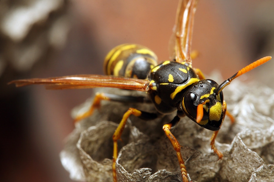 Yellow Jacket Control Services in Tyler TX